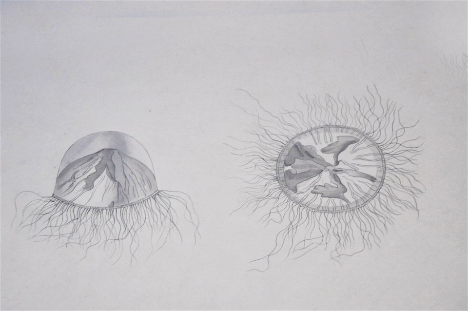 Drawing of jellyfish by Lesueur 15