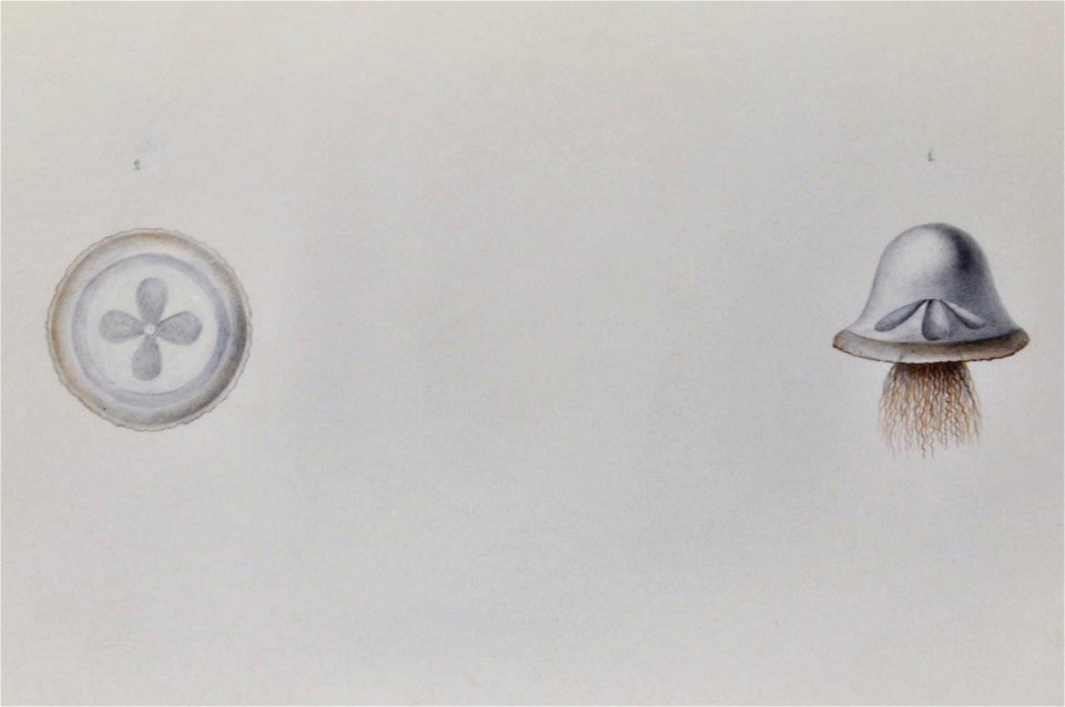 Drawing of jellyfish by Lesueur 7