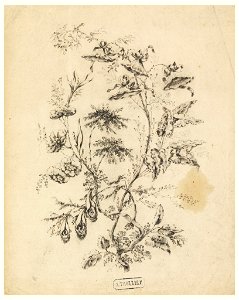 Drawing, Bough of a fantastic tree, 1775–1800 (CH 18350119)