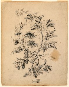 Drawing, Bough of a fantastic tree, 1775–1800 (CH 18350119-2)