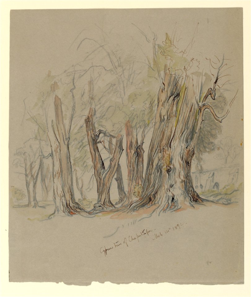 Drawing, Cypress Trees of Chapultepec, Mexico, March 14, 1892 (CH 18369091)