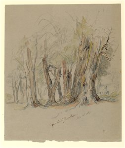 Drawing, Cypress Trees of Chapultepec, Mexico, March 14, 1892 (CH 18369091)