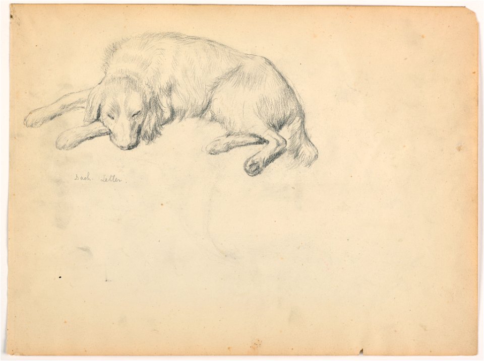 Drawing, Dash (a Setter), ca. 1862 (CH 18566963)