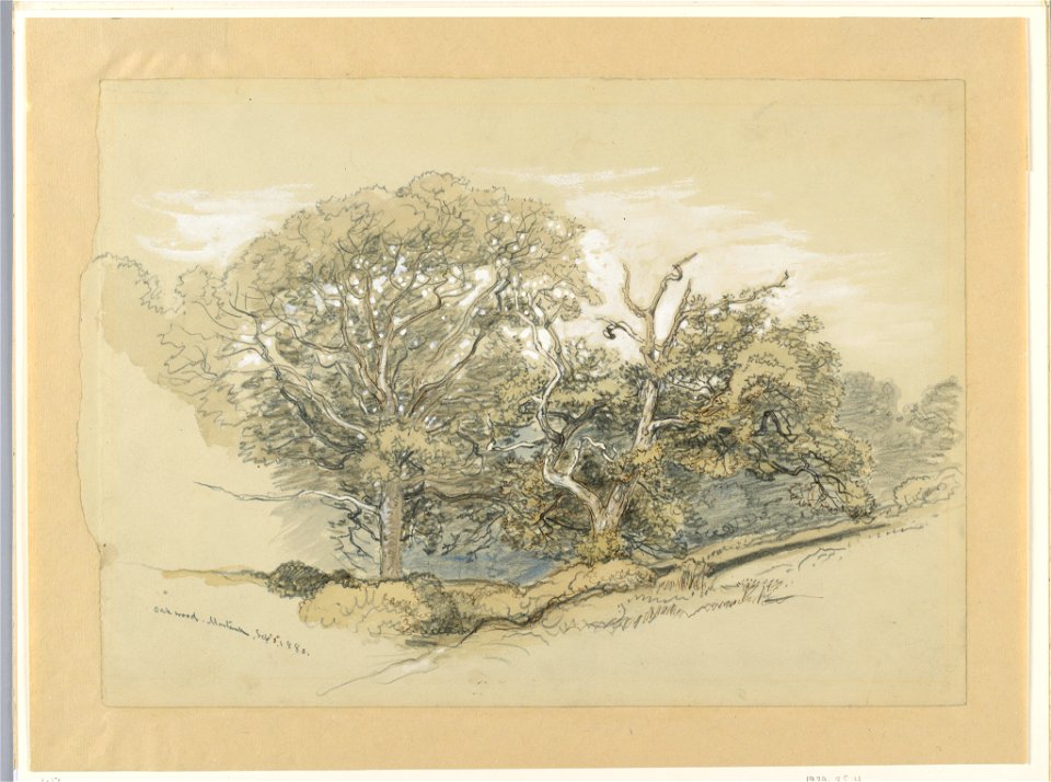 Drawing, Oak Wood, Montauk, New York, September 8, 1880 (CH 18369055)