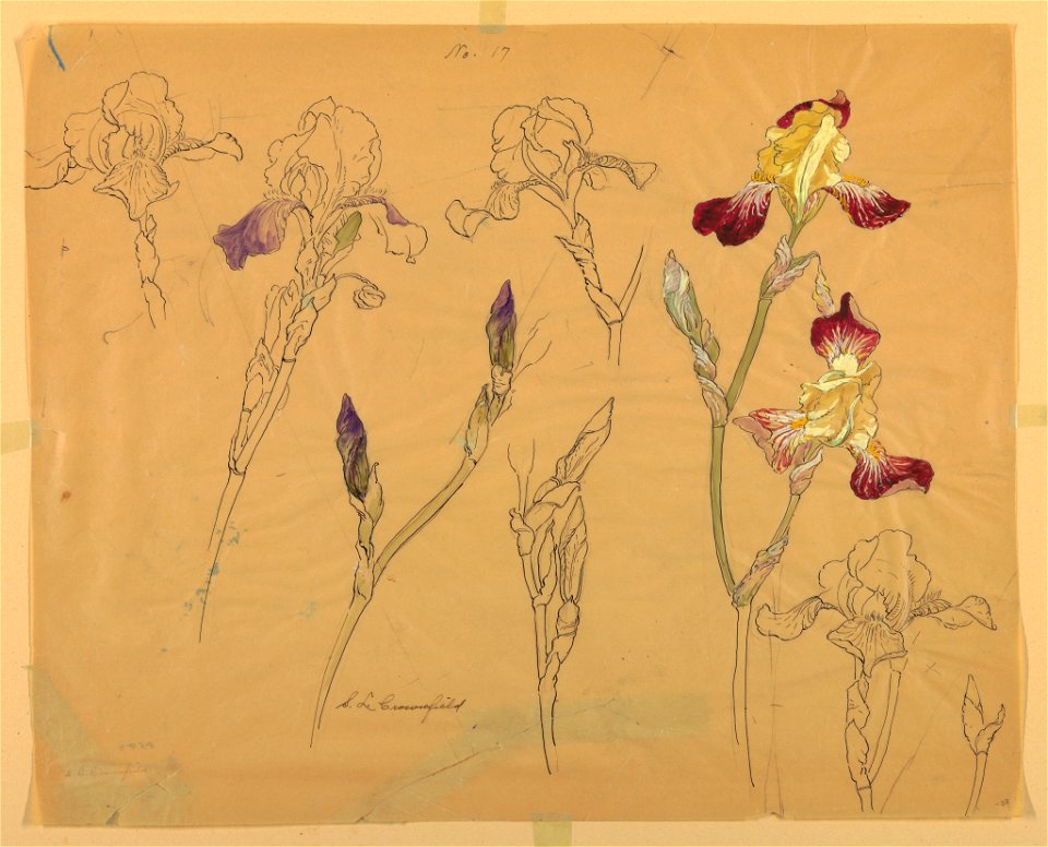 Drawing, Seven Studies of Irises, early 20th century (CH 18345063-2)