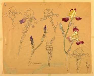 Drawing, Seven Studies of Irises, early 20th century (CH 18345063-2)