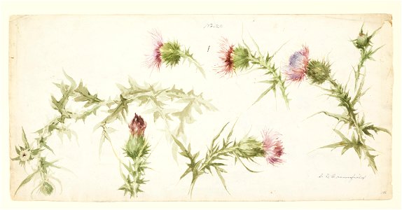 Drawing, Six Studies of Thistles, early 20th century (CH 18345085)