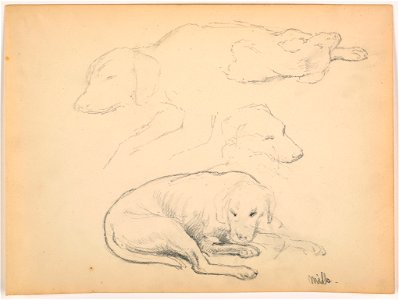 Drawing, Milo (a Pointer), Several Studies, ca. 1862 (CH 18566957)