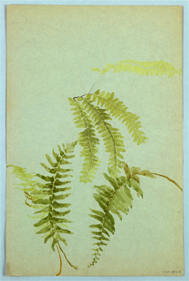 Drawing, Studies of Ferns, early 20th century (CH 18345009-2)