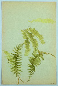 Drawing, Studies of Ferns, early 20th century (CH 18345009-2)