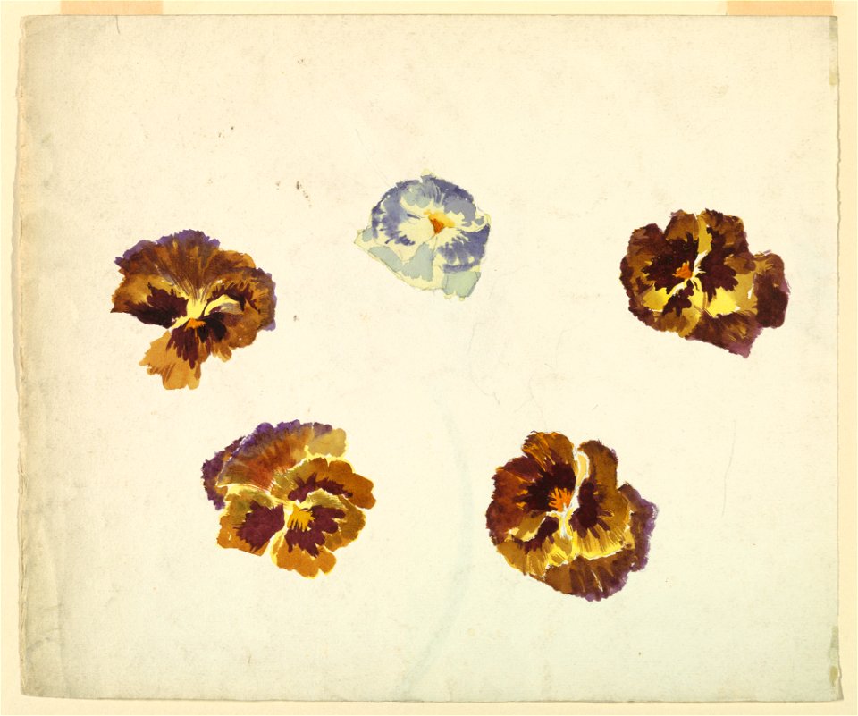 Drawing, Recto- Studies of Pansies - Verso- Study of Tulips, late 19th century (CH 18345111)