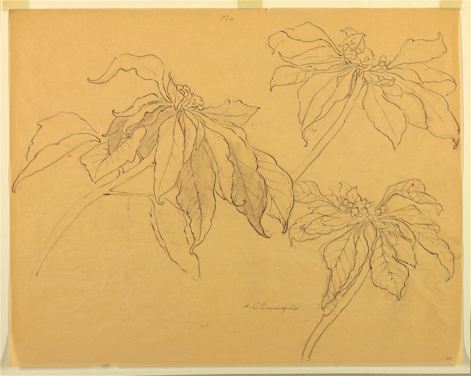 Drawing, Studies of Poinsettias, early 20th century (CH 18345041)