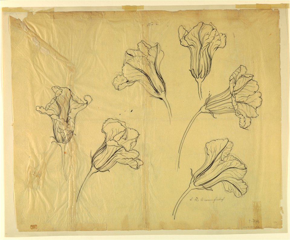 Drawing, Studies of Squash or Pumpkin Blossoms, early 20th century (CH 18345051)