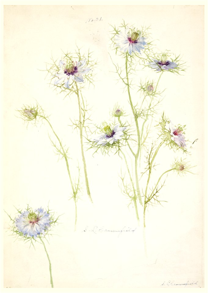 Drawing, Studies- Love-in-a-mist, late 19th century (CH 18345117)