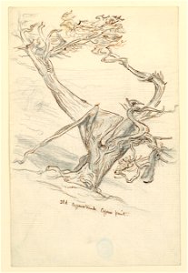 Drawing, Studies. Old Cypress Trees, Cypress Point, April 11, 1898 (CH 18368935)