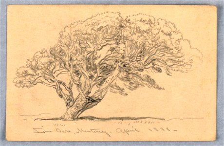 Drawing, Studies. Trees, Santa Barbara, California, 1888 (CH 18368887)