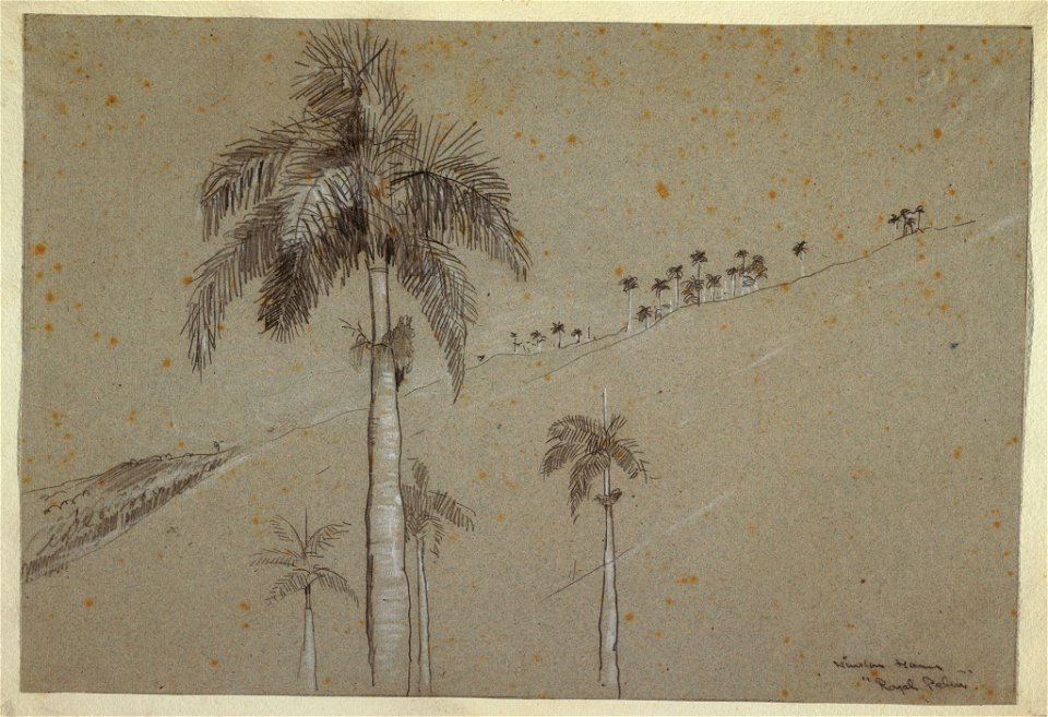Drawing, Royal Palm, Cuba, 1885 (CH 18175481)
