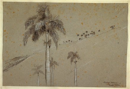 Drawing, Royal Palm, Cuba, 1885 (CH 18175481)