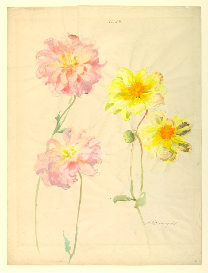 Drawing, Recto and Verso- Studies of Dahlias, early 20th century (CH 18345047)