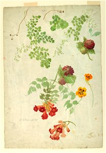 Drawing, Recto- Study- Maidenhair Fern, Trumpet-Vine, Nasturtium - Verso- Studies- Roses, Hollyhock, Elm, early 20th century (CH 18345007)