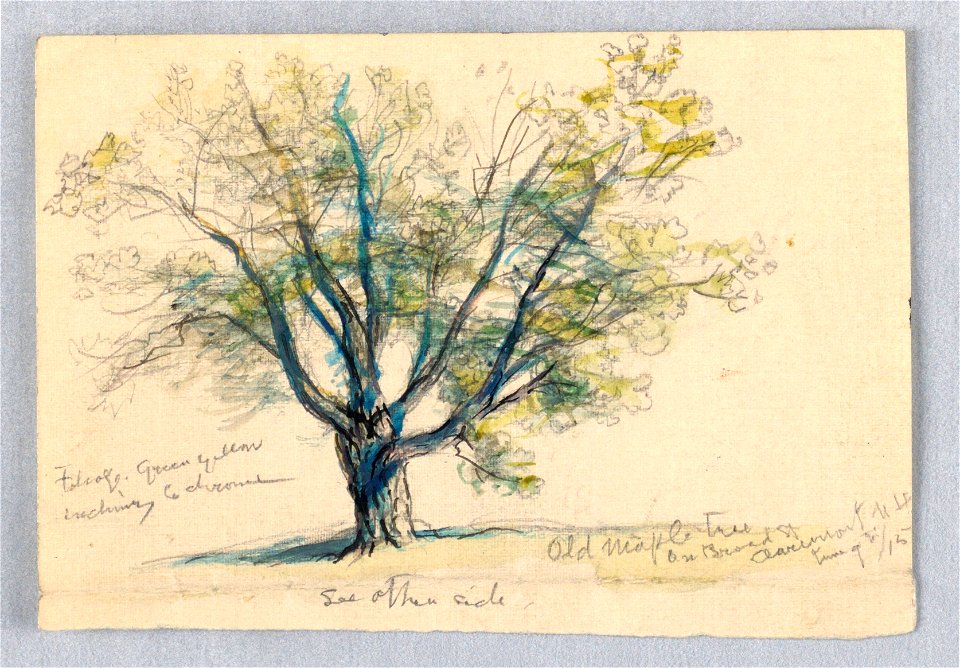 Drawing, Sketches. Maples, June 9, 1915 (CH 18369015)