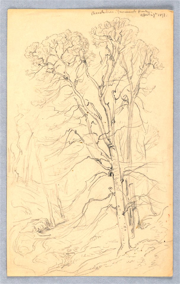 Drawing, Sketches. Trees., April 27, 1898 (CH 18368995)
