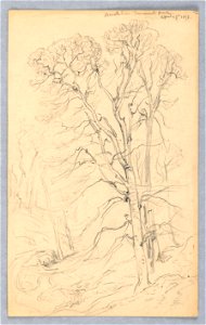 Drawing, Sketches. Trees., April 27, 1898 (CH 18368995)