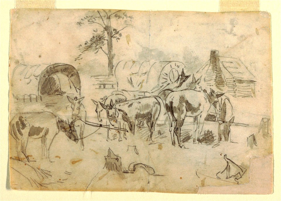 Drawing, Resting Mules Tethered to Wagons, 1862 (CH 18174061)