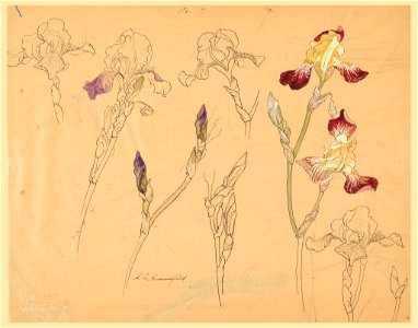 Drawing, Seven Studies of Irises, early 20th century (CH 18345063)