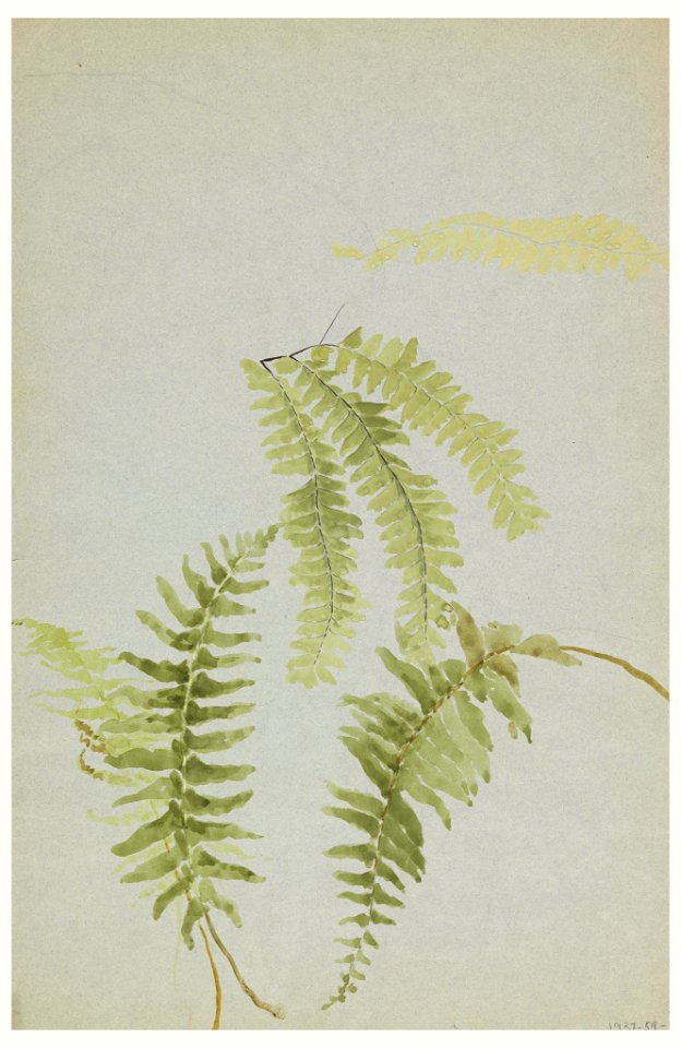 Drawing, Studies of Ferns, early 20th century (CH 18345009-3)