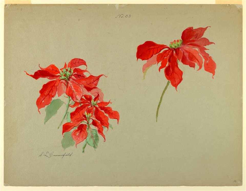 Drawing, Studies of Poinsettias, early 20th century (CH 18345043)