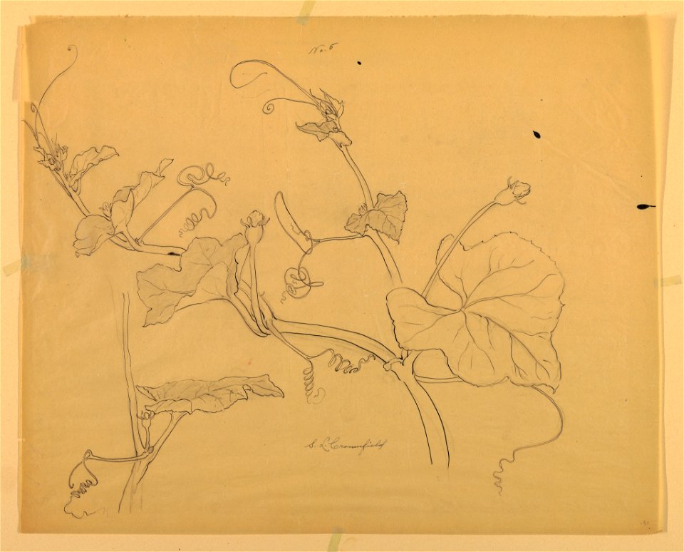 Drawing, Studies of Squash Vine, early 20th century (CH 18345049)
