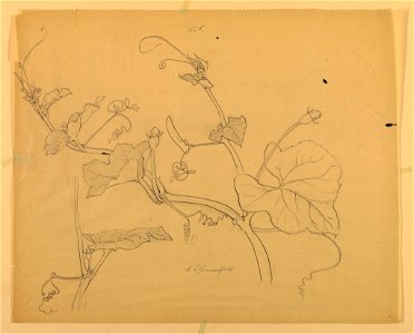 Drawing, Studies of Squash Vine, early 20th century (CH 18345049)