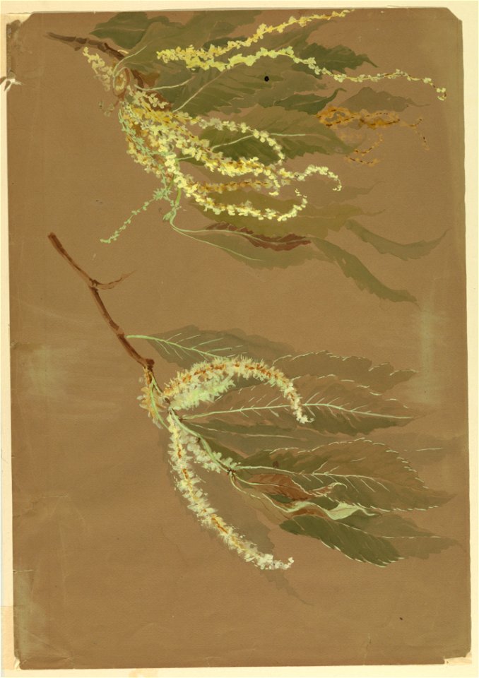 Drawing, Studies- Branches of Chestnut Trees, early 20th century (CH 18345121)