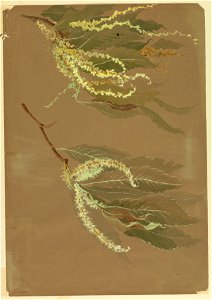 Drawing, Studies- Branches of Chestnut Trees, early 20th century (CH 18345121)
