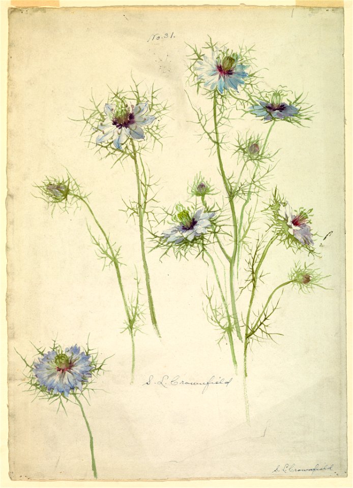Drawing, Studies- Love-in-a-mist, late 19th century (CH 18345117-2)