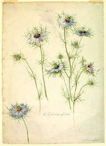 Drawing, Studies- Love-in-a-mist, late 19th century (CH 18345117-2)