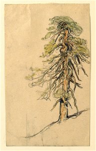 Drawing, Studies. Trees, ca. 1890 (CH 18369001)