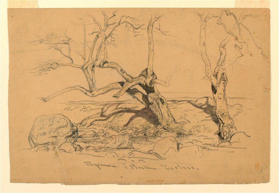 Drawing, Studies. Trees, Santa Barbara, California, February 3, 1888 (CH 18368885)