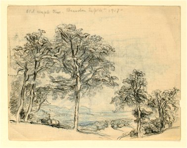 Drawing, Sketches. Maples, September 1917 (CH 18369013)