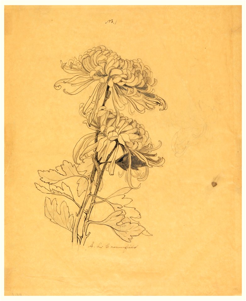 Drawing, Study of Two Chrysanthemums, early 20th century (CH 18345097)