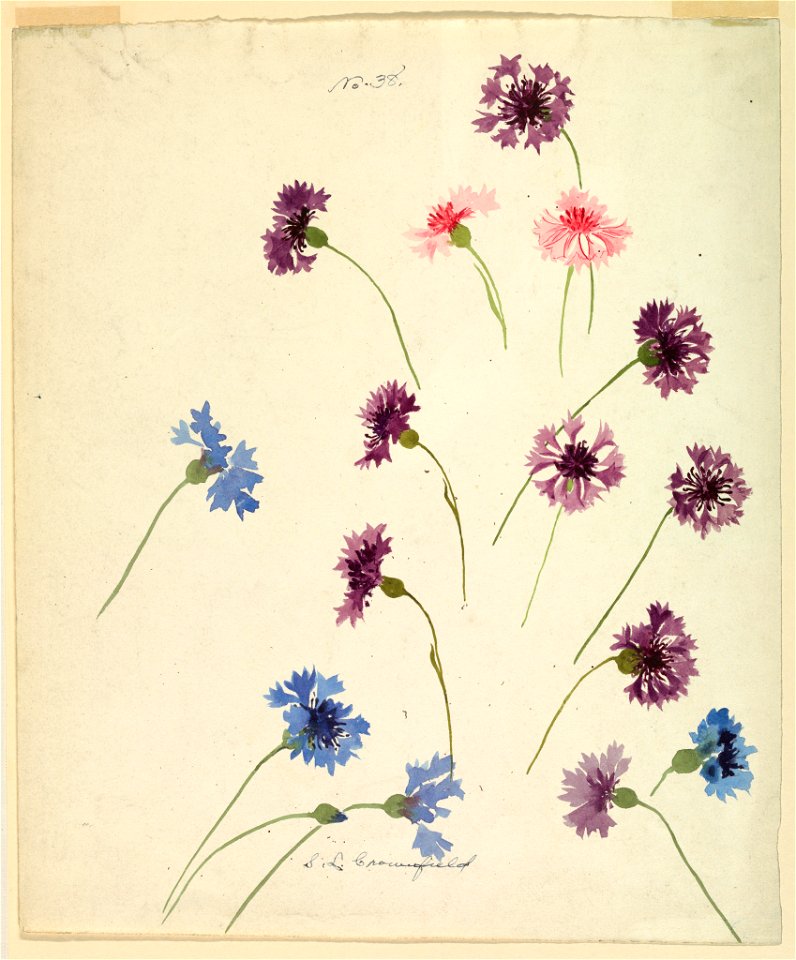 Drawing, Study- Cornflowers, late 19th century (CH 18345089)