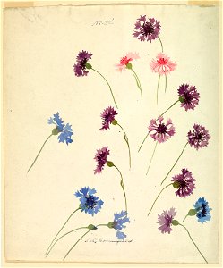 Drawing, Study- Cornflowers, late 19th century (CH 18345089)