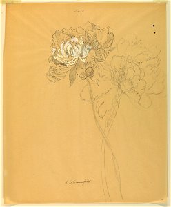 Drawing, Study- Peonies, early 20th century (CH 18345027)