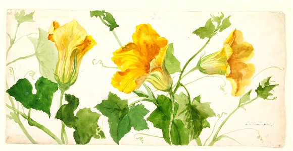 Drawing, Study- Squash or Pumpkin Plant, early 20th century (CH 18345053)