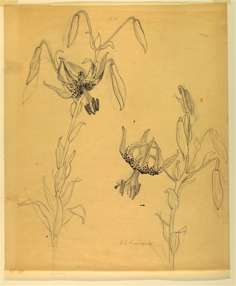 Drawing, Study- Tiger Lilies, early 20th century (CH 18345035)