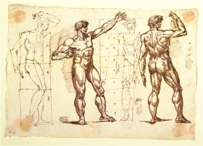 Drawing, Studies of Male Nudes (CH 18123717)