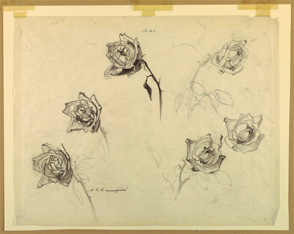 Drawing, Studies of Roses, early 20th century (CH 18345039)