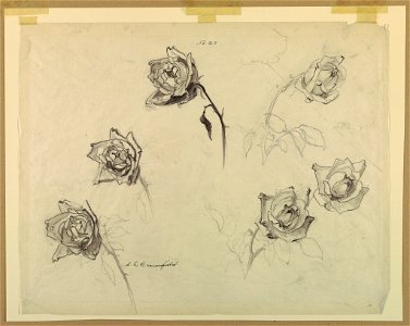 Drawing, Studies of Roses, early 20th century (CH 18345039)