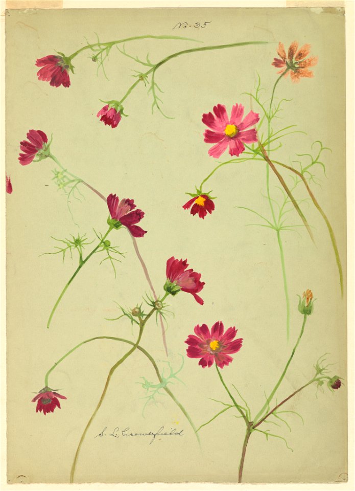 Drawing, Studies- Cosmos, late 19th century (CH 18345119)